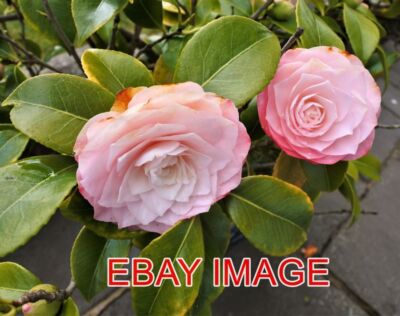 FOTOKAMELIEN ZEITIGER FRÜHLING BLÜHT WIEDER AUS UND FÜGT ETWAS HELLE FARBE HINZU T