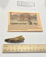 Spinosaurus Tooth Dinosaur Fossil not T Rex Cretaceous CS14