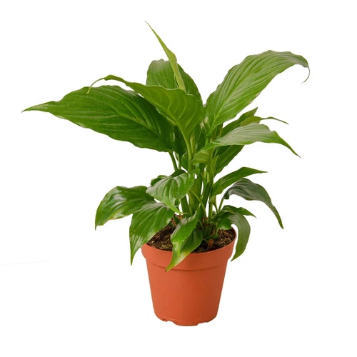 Spathiphyllum 'Peace Lily' | Live Plant for Indoor & Outdoor | House Plant Decor