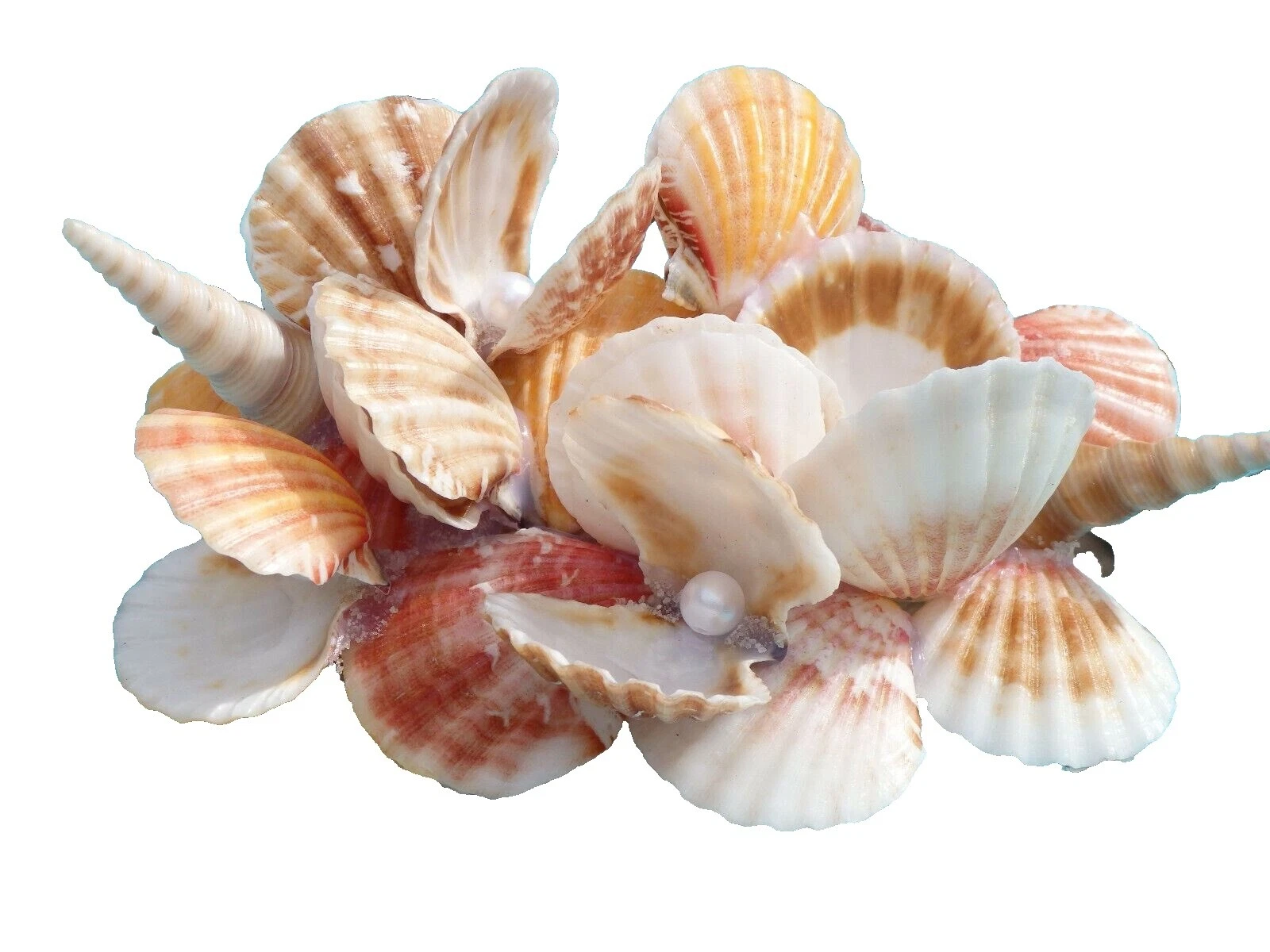 Fresh Water Aquarium Sea Shells