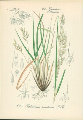 Chromolithographie : Ricegrass. Piptatherum paradoxum P. B. Gramineae. Stipadeae