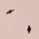 2 HAMILTON 18 SIZE BALANCE STAFFS #127 SR SC PIVOT: 10 NOS  --BB-955-A