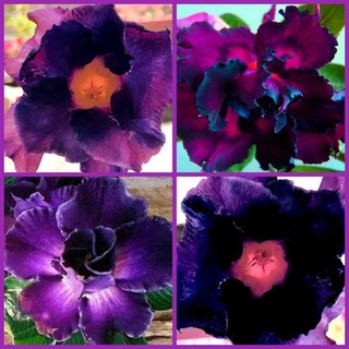 FANTASY MIX DESERT ROSE SEEDS PURPLE BLACK ADENIUM OBESUM BONSAI FREE AUST POST