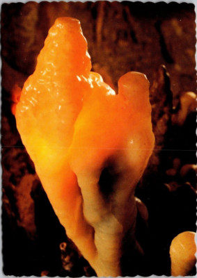 Cave of the Mounds Polly the Parrot Blue Mounds Wisconsin c1970 Postcard