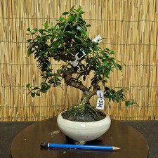Bonsai di Olivastro h 31cm Visita il mio negozio!