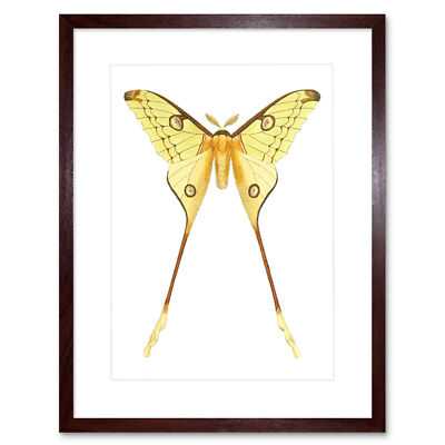 Motte gelb Illustration Kunstdruck gerahmtes Poster Wanddeko