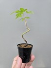 Beautiful Japanese Maple For Mame Or Shohin Bonsai — photo 1