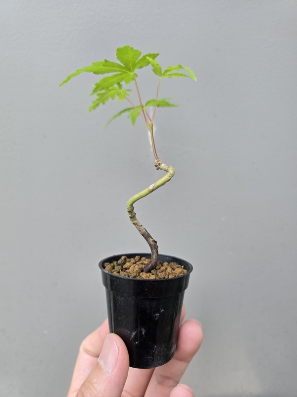 Beautiful Japanese Maple For Mame Or Shohin Bonsai