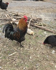 BCM Black Copper Maran Hatching Eggs