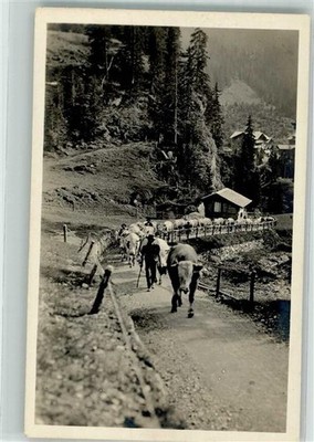 39890024 - Alpaufzug Senner Kuh