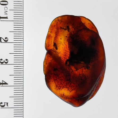 Baltic Amber w/ preserved ant fossil insect inclusion polished gemstone 30.7ct - Picture 4 of 8