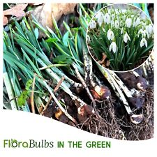 Snowdrop Bulbs 25 (IN THE GREEN) Spring Flowering bulbs Galanthus
