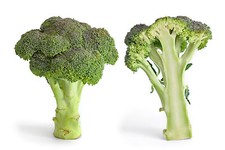 1000 Green Sprouting Calabrese Broccoli - Non-GMO Heirloom Broccoli Seeds
