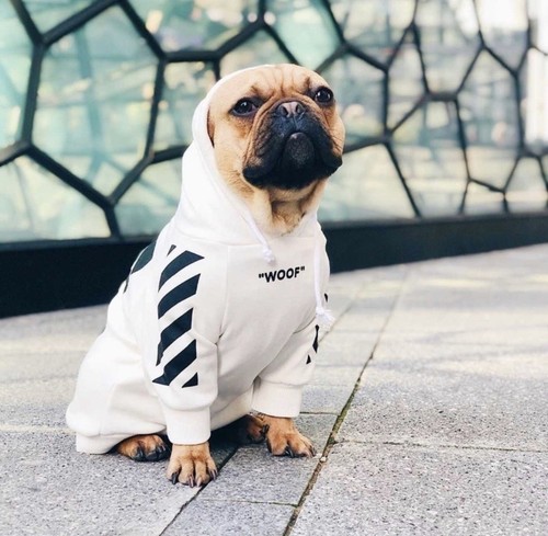 woof white dog hoodie