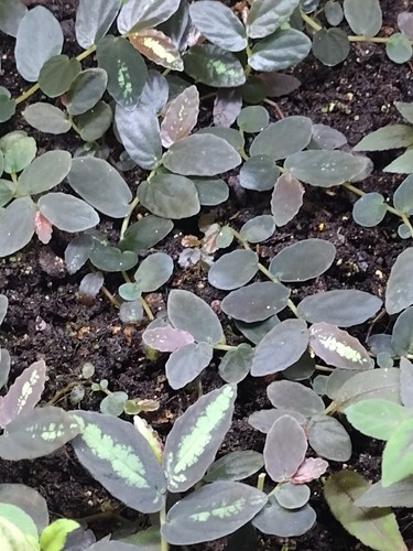 Pellionia Repens - Terrarium / Vivarium Plant +Free Bonus Plant Cuttings Rooted