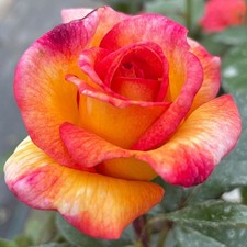 Rose 'Happy & Safe Diwali' Established Plant in 4 Litre Pot