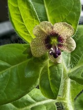 Black Henbane Seeds, Hyoscyamus Niger,  seeds, magical herb, rare