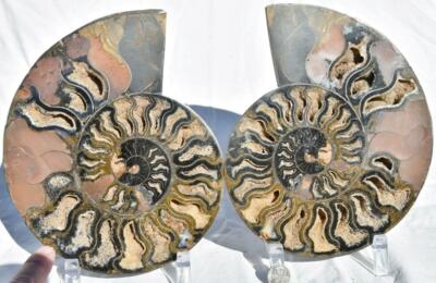 Large Black Ammonite Pair Nice Crystals XXLarge 8.0'' 110myo Fossil 200mm 3133vv