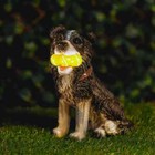 Solar Dog Garden Ornament Border Collie Outdoor Light Up Tennis Balls Lighting