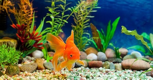SHOWMASTER Natural White Gravel 5kg Fish Aquarium Fish Tank Substrate Aquscape - Picture 5 of 12
