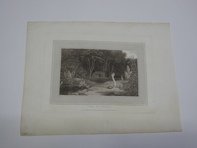 Druck 1809 Cobra de Capello   William Daniell London   Kobra Schlange Aquatinta