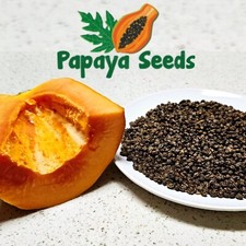 50 Papaya Seeds, FREE 15 Seeds or more, Proven Sweet, Healthy