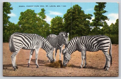 Postcard Zebra Forest Park Zoo St Louis Missouri Equus quagga Linen