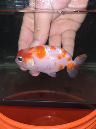 Pearl Scale Ranchu Goldfish 4 Inches | eBay