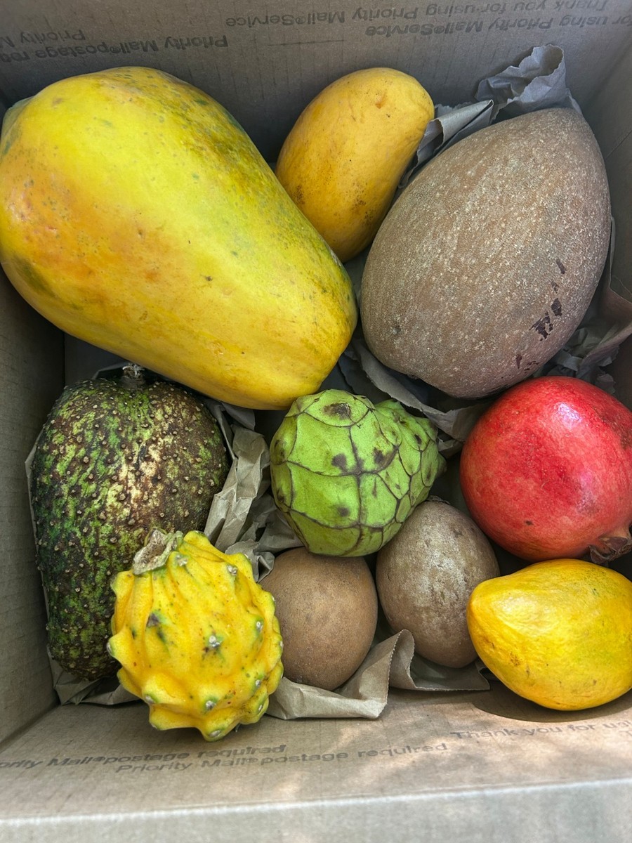 Rare and Exotic Tropical Fruit Box Avocado Mango Soursop Sugar