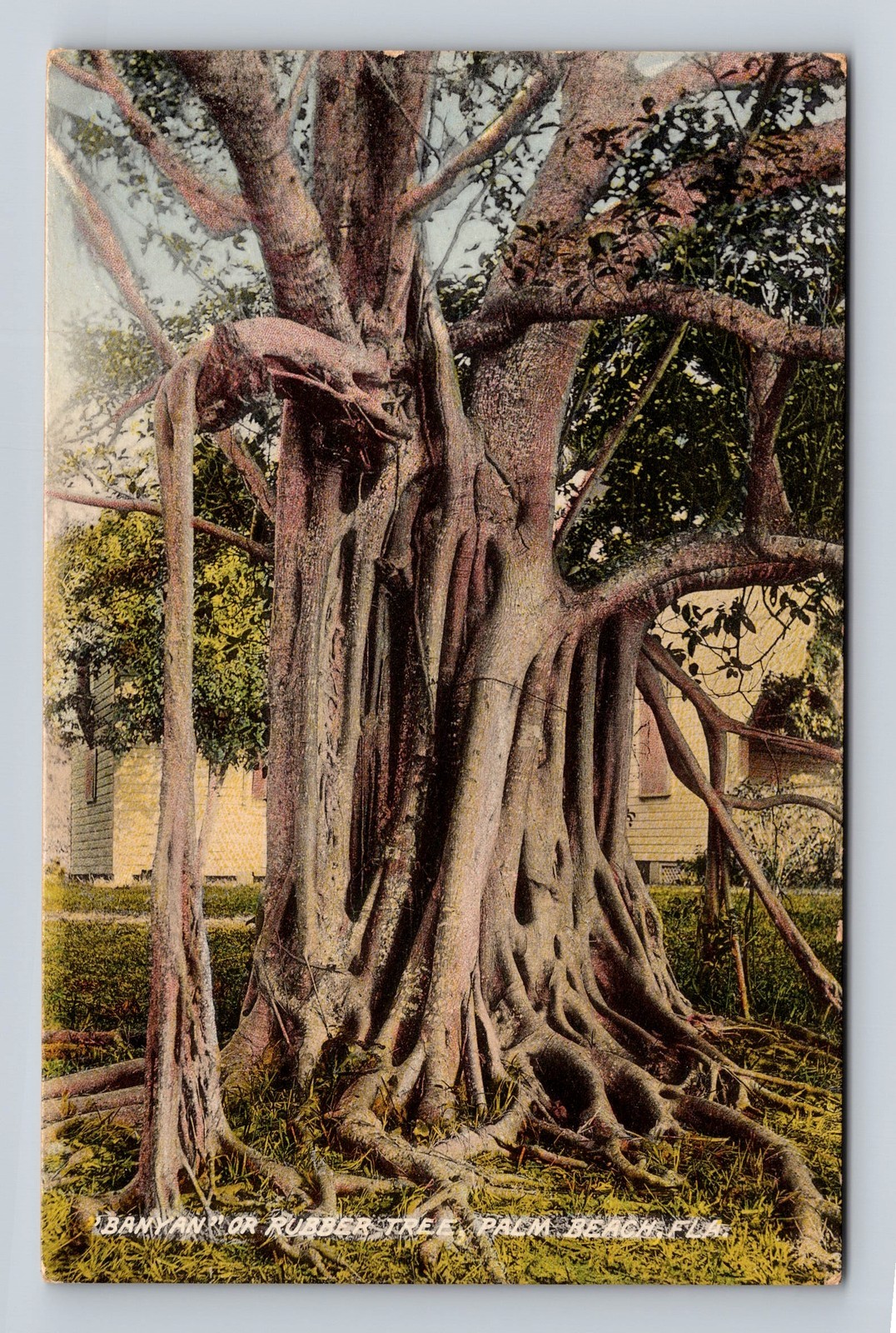 Vintage Palm Beach Florida Banyan Tree Postcard Standard Postal PC