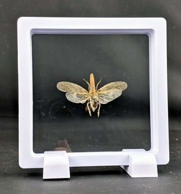 Zanna tapira Lanternfly floating specimen  Taxidermy Entomology curiosities