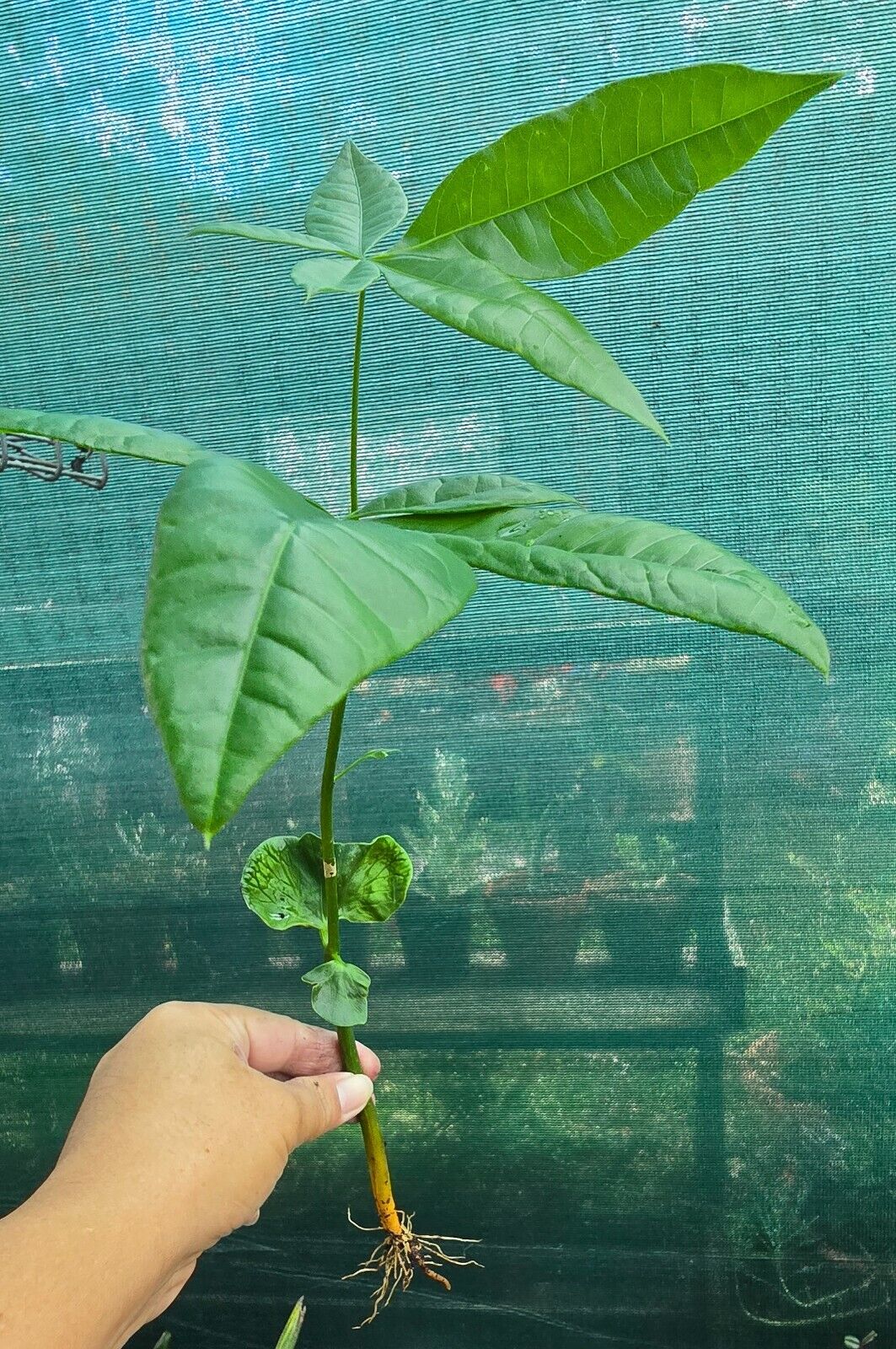 Picture 10 of 10