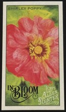 2019 Topps Allen & Ginter #IB-3 Shirley Poppy In Bloom