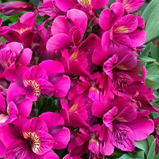 Alstroemeria Colorita 'Louise' Purple Peruvian Lily Herbaceous Plant | 9cm