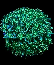 Live Coral Galaxea Green Tip