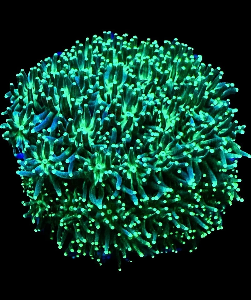 CORAL AQUA CULT Live Coral Galaxea Green Tip
