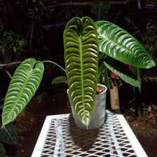 Anthurium Veitchii Original Free Phytosanitary Certificate