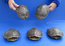 5 pc Lot Red-eared Slider Turtle Shells 6 inches, Terrapin, Taxidermy #51291