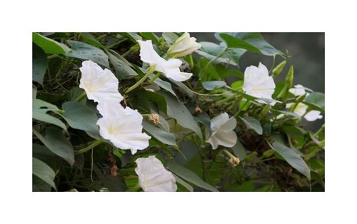 5x Ipomoea pauciflora Baum Garten Pflanzen - Samen B1141 - Bild 1 von 6