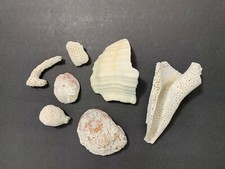 7 Assorted Pieces of Sea CORAL and Shells great for aquarium Home Decor