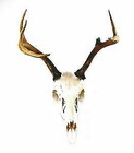 Taxidermy Mounts