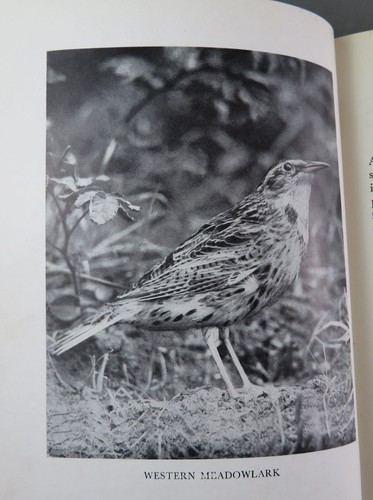 A NATURALIST IN CANADA (1942) SIGNED by Dan McCowan (VG+) hc/dj & C. Rungius Art - Picture 13 of 17