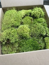 Mood Moss 16x16x15 Box Of Mood Moss Fresh