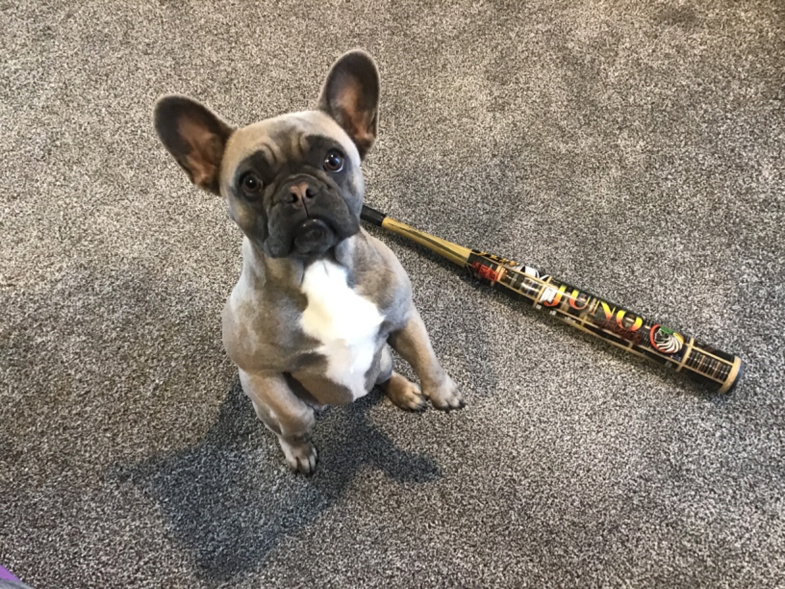 Juno Athletics The Final Chapter Softball Bat 26oz UTH33 eBay