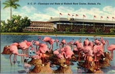 Hialeah Florida Flamingos And Nests At Hialeah Race Course Vintage Old Postcard 