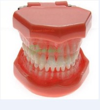 Modello dentale studi standard Dent rimovibile Modelli anatomici odontoiatrico 