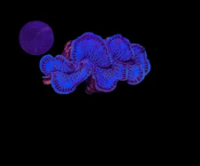 WYSIWYG Blue Tridacna Maxima Clam – Live Saltwater Clam for Reef Tanks
