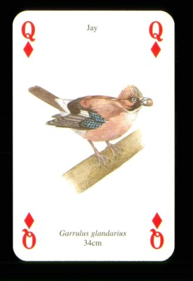 1 x Spielkarte Gartenvogel - Eichelhäher - Königin der Diamanten ZU 14