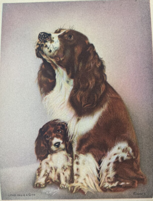 VTG Litho Lithograph USA Spaniel with Puppy original Print