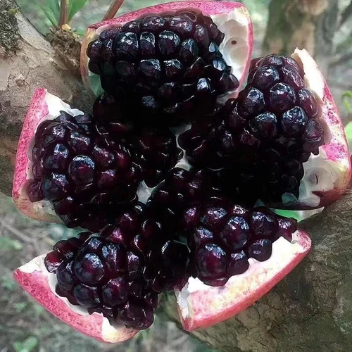 50 Giant Black Pomegranate Seeds Punica Granatum Megranate Organic Fruit 